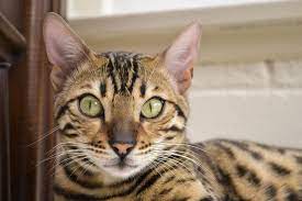 Growing kittens are expensive to feed, and it takes a lot of time to socialize them and clean up after them! Bengal Cat Price Guide Finding A Bengal Cat For Sale