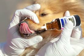 deworming cine for dogs