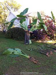 Cut back the stems of the plant. How To Store Elephant Ears And Other Tropical Bulbs Garden Org