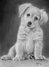 Professional artists use references all the time to help their artwork feel more realistic. Golden Retriever Puppy Drawing Drawing By John Harding Puppy Drawing Animal Drawings Dog Drawing