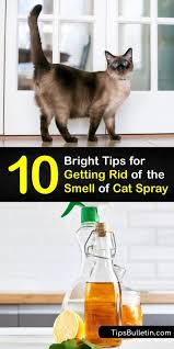get cat spray smell out of the house