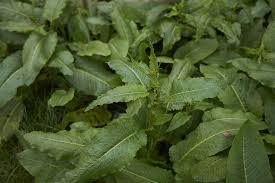 Annual sow thistle (sonchus oleraceus) black medic (medicago lupulina) broadleaf plantain (plantago major) burdock (arctium spp.) 17 Common Types Of Weeds