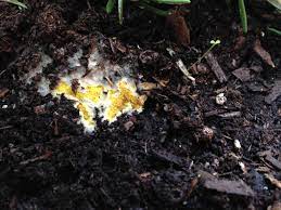 House plants are also affected with white mold due to the conditions they are grown. What Is This Yellow Mold Or Fungus In My Container Gardening Landscaping Stack Exchange