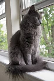 She's a nebelung, which is the same as a russian blue cat, except for the fur. Nebelung Of The Window Nebelung Cat Pretty Cats Cats And Kittens