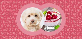 can dogs eat cherry yogurt nutrition