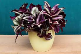 23 Colorful Houseplants To Warm Up Your