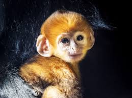 some primates are born a weird color