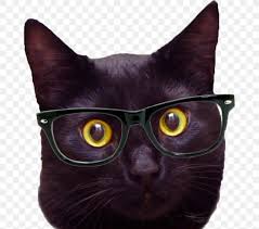 Black Cat Desktop Wallpaper Hipster