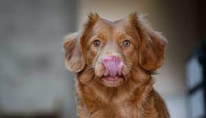 why do dogs lick their lips you