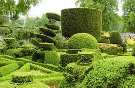 the timeless beauty of topiary trees
