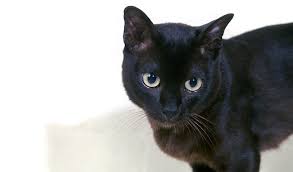 Prospective customers should visit with the breeder and the cat/kitten before making the important commitment to take the pet home. Burmese Cat Info Personality Kittens Pictures