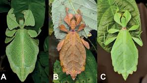 these 7 new species of leaf insect are