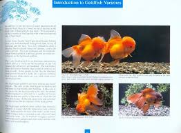 goldfish in hong kong nhbs academic