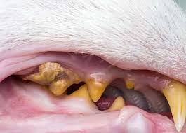 Wie man zahnbelag entfernt ohne zum zahnarzt gehen zu müssen! Zahnstein Bei Katzen Vorsorgen Erkennen Und Behandeln Vs
