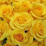 What do yellow roses mean?