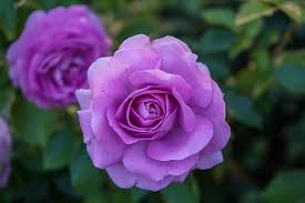 purple roses vs lavender roses