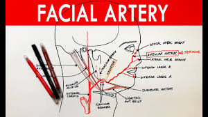 1 день назад · home » unlabelled » arteries diagram labeled simple / the biggest artery and the most important artery in the body is aorta. Facial Artery Origin Course Branches Anatomy Tutorial Youtube
