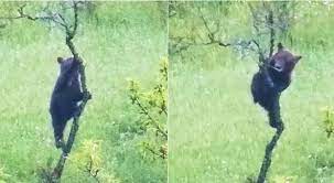 L'orsetto si arrampica sull'albero, mamma Amarena lo sorveglia e cerca cibo
