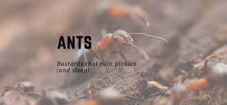 You might even find one or two in your kitchen this season. Get Rid Of Ants In Your Bedroom While You Sleep Thesnoozzz Com