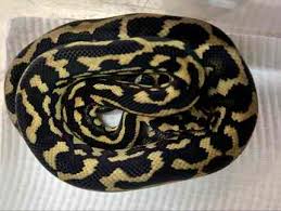 carpet python pets gumtree