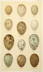 Rspb Bird Identification Charts Google Search Egg Art