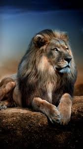 majestic lion wallpapers top free