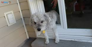 Best Sliding Glass Dog Door In Utah