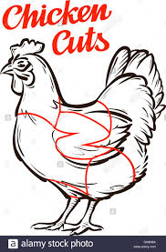 Vector Chicken Hen Chart Meat Cuts Butcher Shop Stock