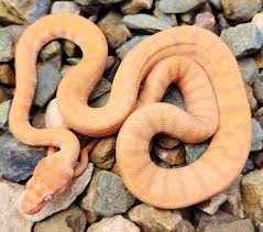 albino darwin reptiles hibians