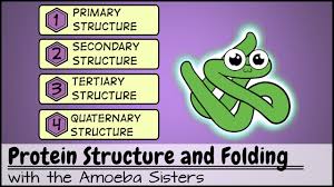 protein structure and folding you