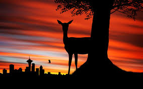 sunset animals silhouette deer south ...