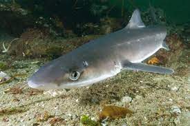 Акулы в Черном море - разновидности черноморских акул