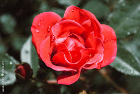 Garden Red Rose Flower With Water Drops