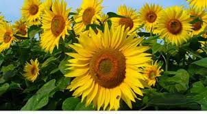 Selain bentuknya yang menarik dengan warna kuning terang sehingga mudah dikenali, bunga ini juga dikenal sebagai salah satu penghasil makanan ringan, yaitu kuaci. Bunga Matahari Home Facebook