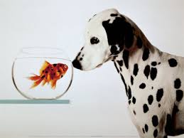 Μπορεί ο σκύλος να τρώει ψάρι;