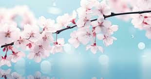 cherry blossom wallpaper stock photos