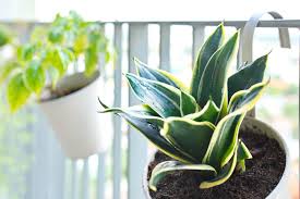 Air Purifying Plants 7 Indoor Plants