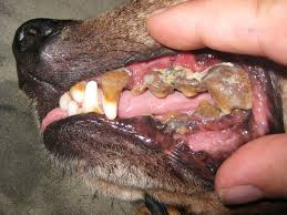 Image result for Photo a bad tooth in a dog