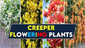 10 Popular Creeper Flowering Plants For