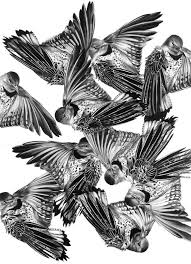 realistic pencil drawings of birds