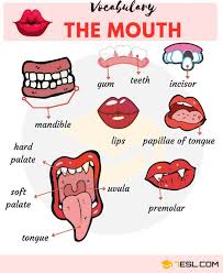 useful mouth parts names
