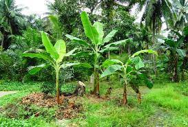 Ini karena pohon pisang berkembang biak dengan cara bertunas sama seperti cara berkembang biak tebu yang sudah kita bahas pada artikel sebelumnya. Pohon Pisang Berkembang Biak Dengan Cara Jawaban Lengkap