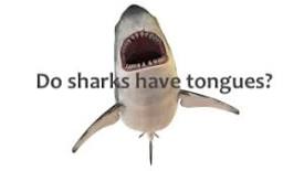Image result for do sharks have tongue