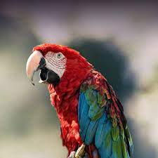macaw personality food care pet