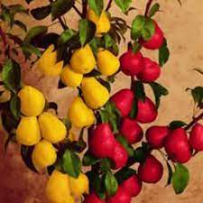 Types of fruits, a brief idea. Multi Grafted Fruit Trees Are Perfect For Small Gardens Finegardening