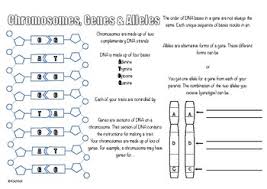 In the cross hhss x hhss, how many alleles does a kitten inherit from the mother? Alleles And Genes Worksheets Teaching Resources Tpt