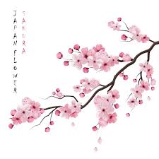 cherry blossom images free