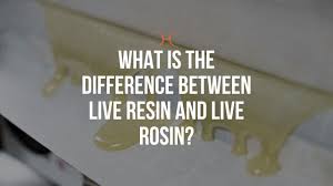 live resin and live rosin