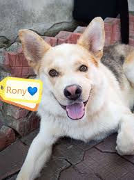 rony 7 month old male husky cross