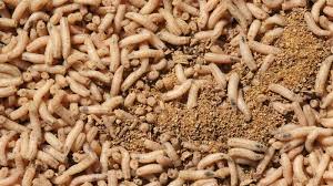 how to get rid of maggots effectively